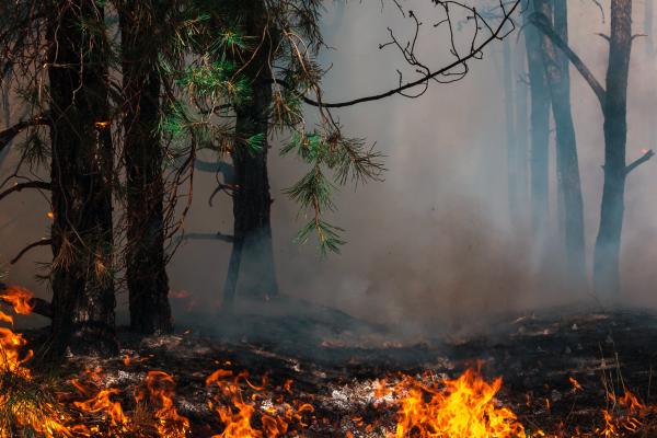 Preventing wildfires in Portugal